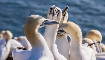 开云公司-亚冠还看康熙大帝！三妙招夺首胜 猛攻对手七寸