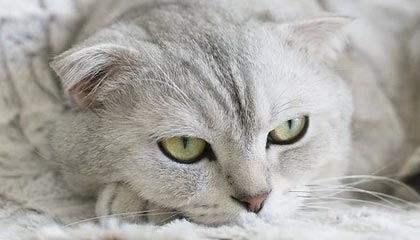 开云公司-全国人大代表赵皖平回应“延长春节假期”建议被落实