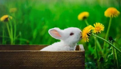 开云中心-F1巴林站格罗斯让火中逃生 赛点翻车爆缸双重打击